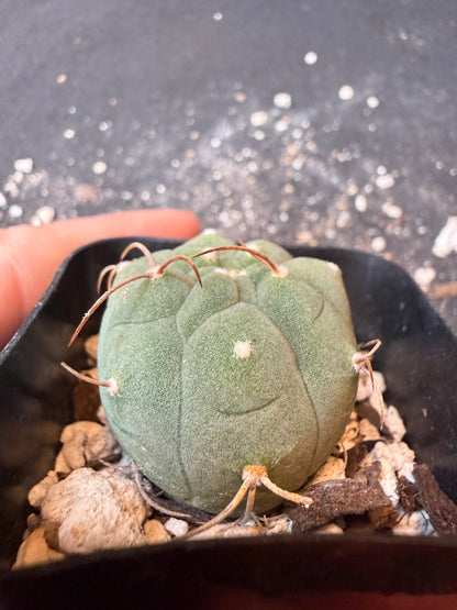 Matucana Madison nice plant 173