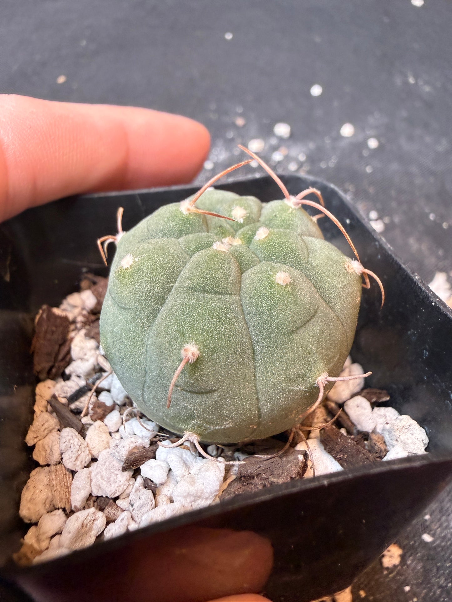 Matucana Madison nice plant 173