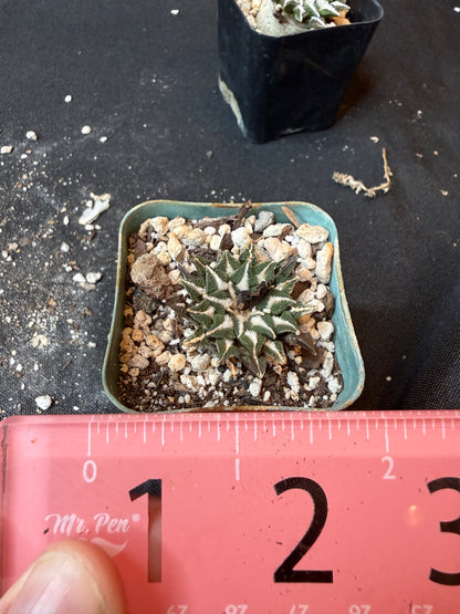 Ariocarpus kotschoubeyanus old plant 174