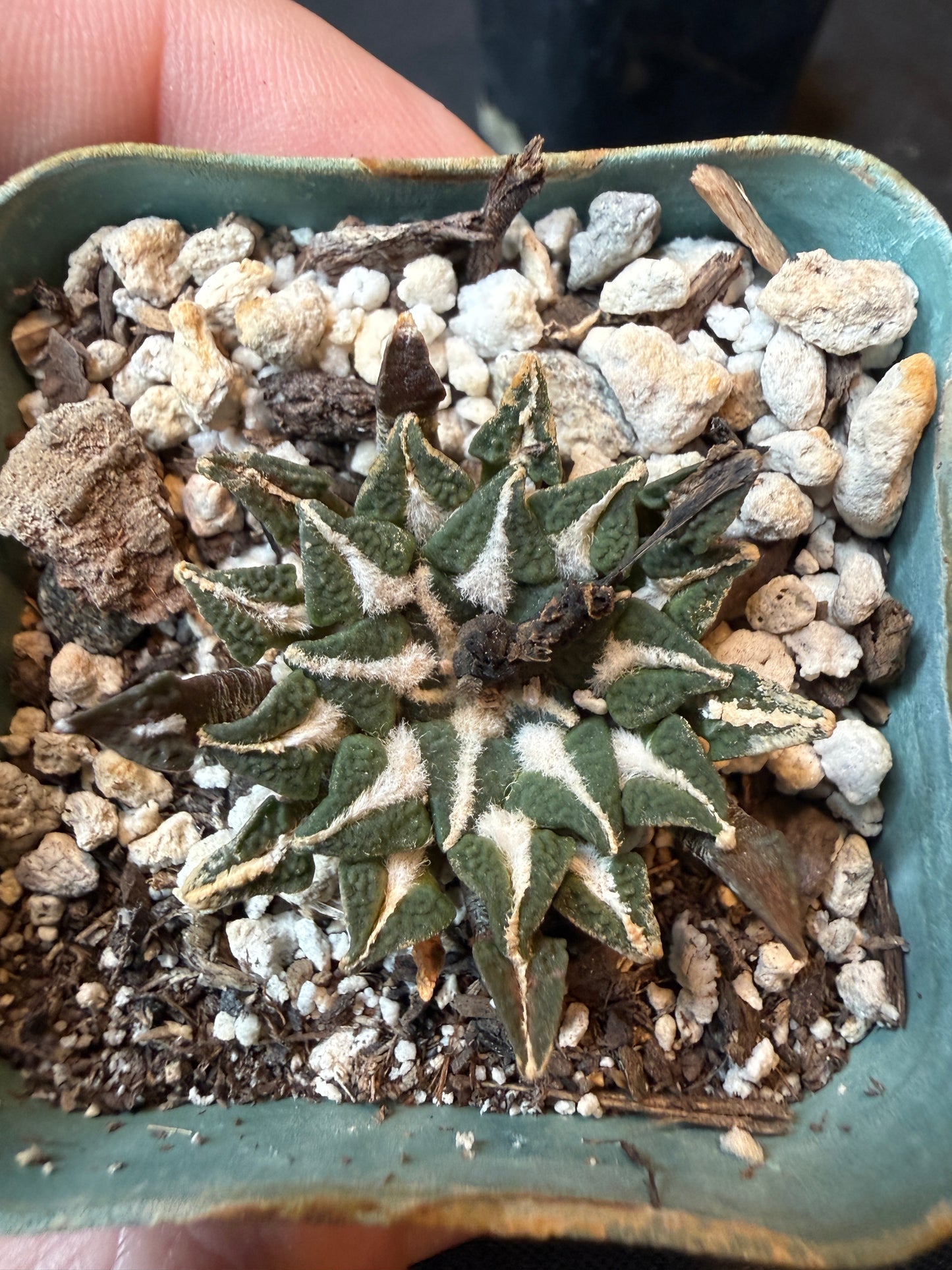 Ariocarpus kotschoubeyanus old plant 174