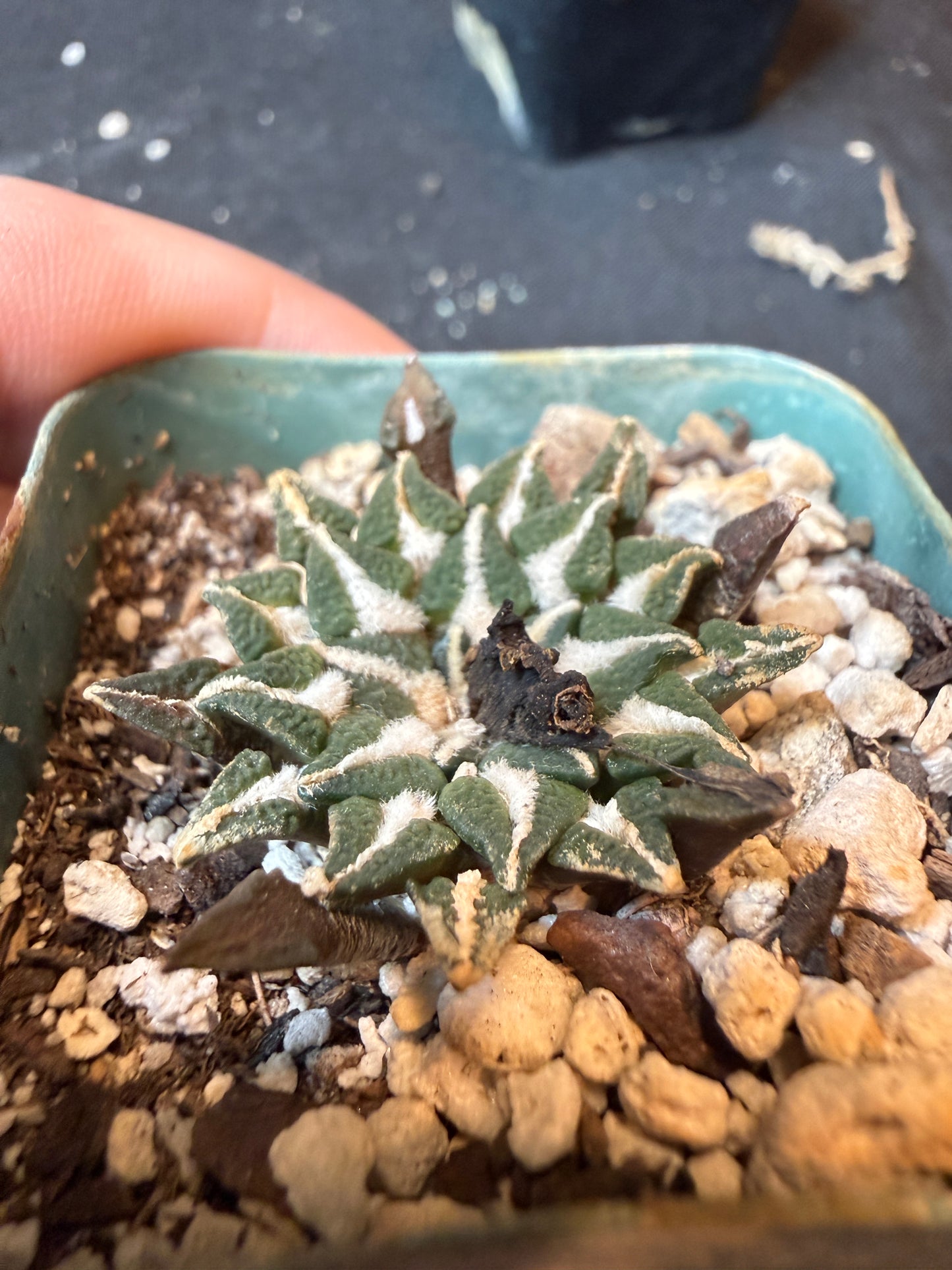 Ariocarpus kotschoubeyanus old plant 174