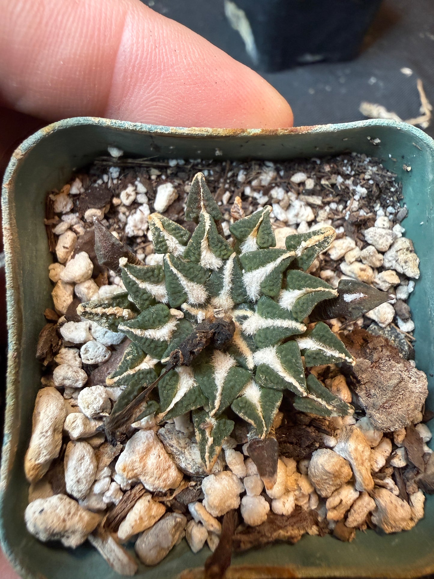 Ariocarpus kotschoubeyanus old plant 174
