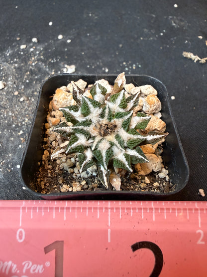 Ariocarpus kotschoubeyanus old plant 175