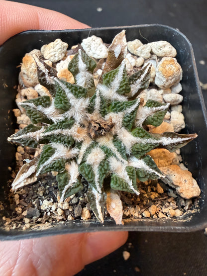 Ariocarpus kotschoubeyanus old plant 175