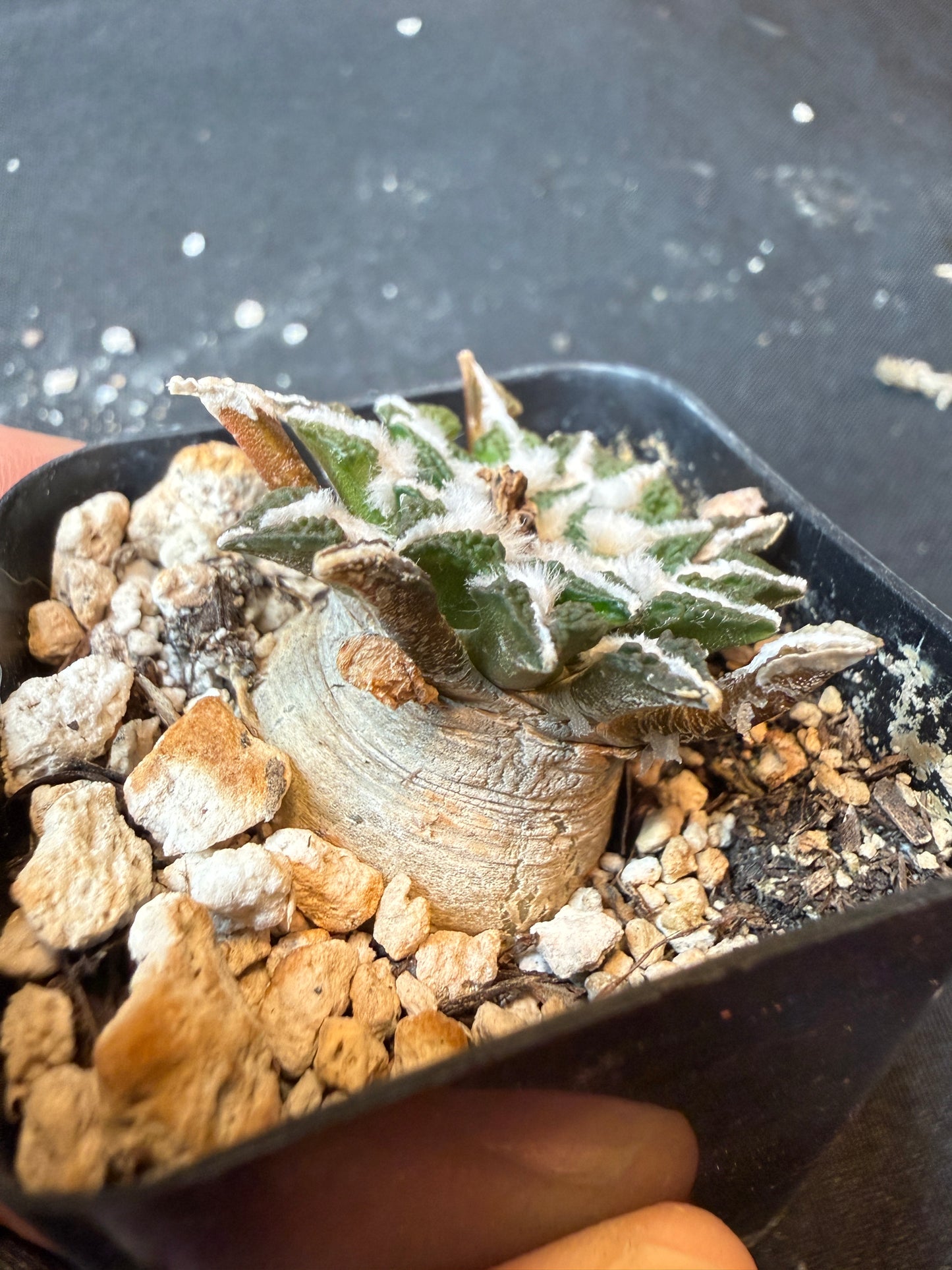 Ariocarpus kotschoubeyanus old plant 175