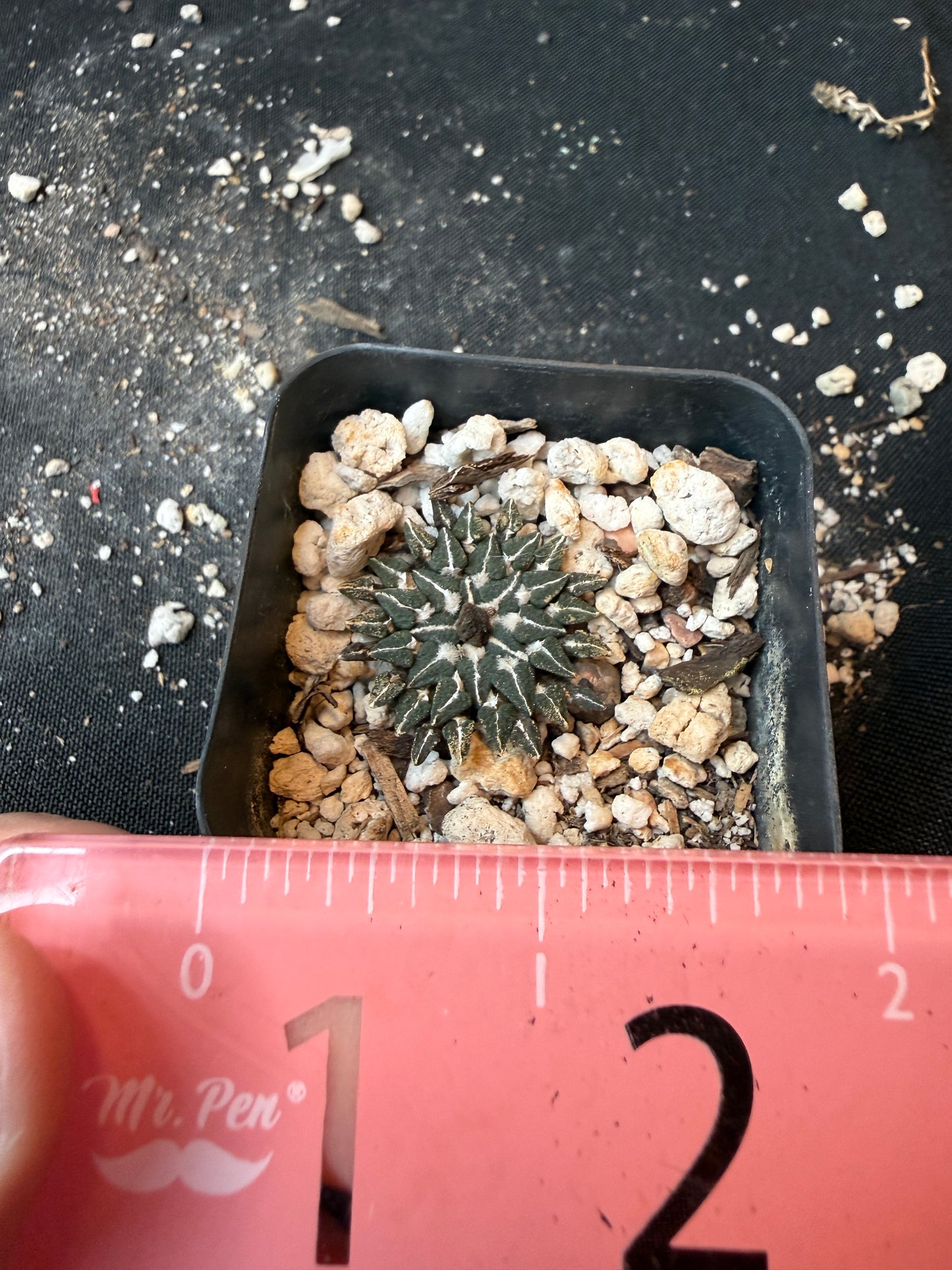 Ariocarpus kotschoubeyanus v Macdowelii rare slow growing 176