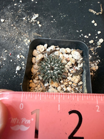 Ariocarpus kotschoubeyanus v Macdowelii rare slow growing 176