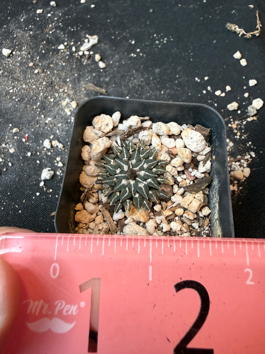 Ariocarpus kotschoubeyanus v Macdowelii rare slow growing 176