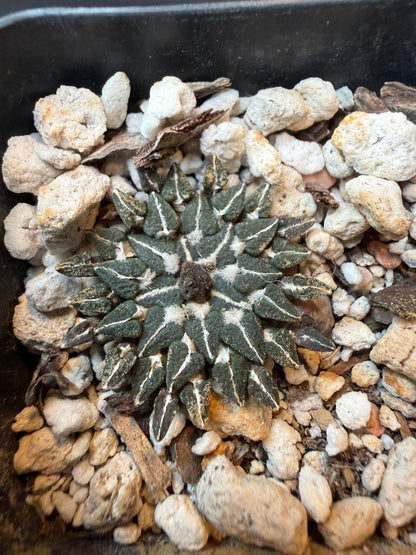 Ariocarpus kotschoubeyanus v Macdowelii rare slow growing 176