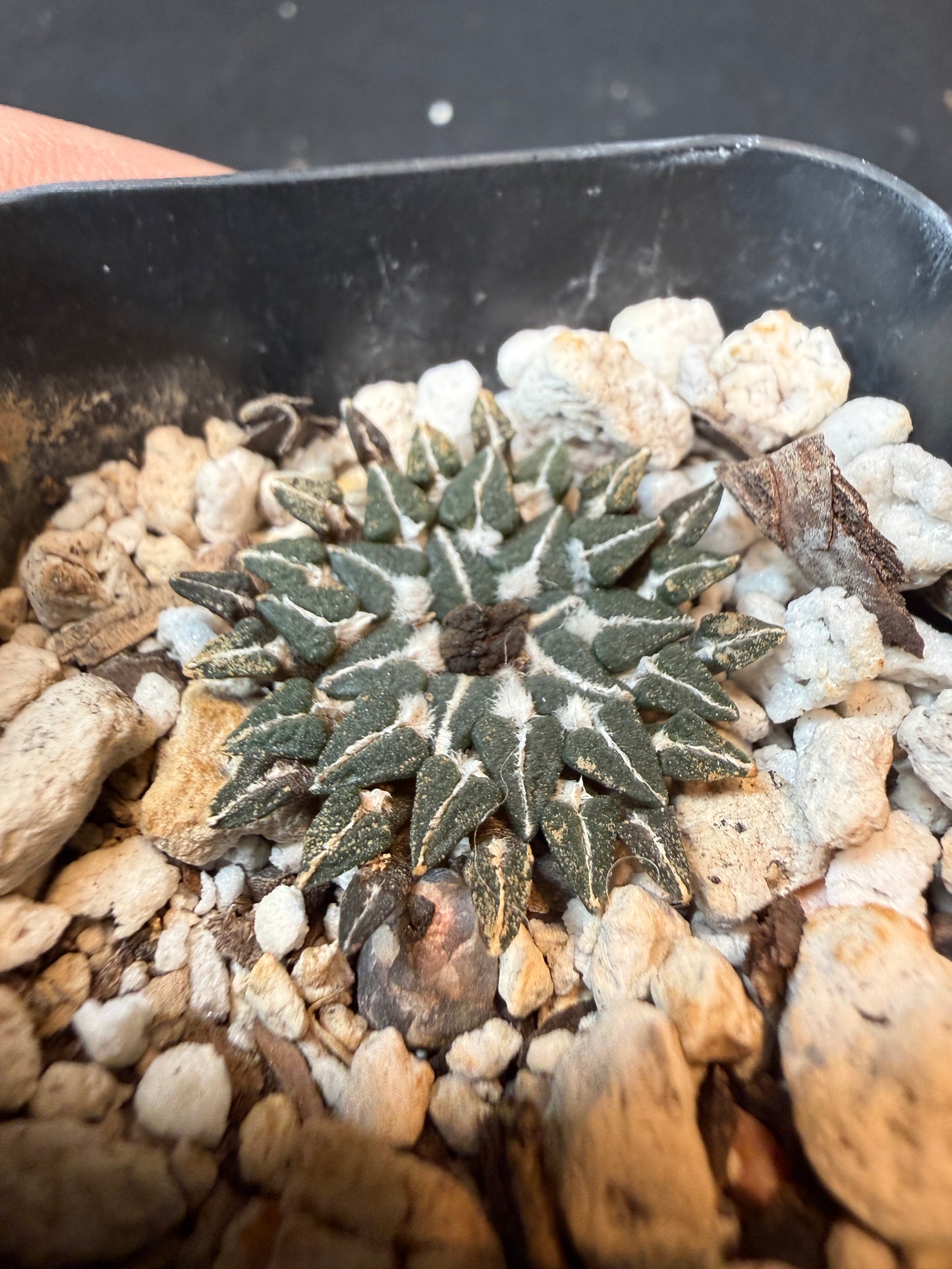 Ariocarpus kotschoubeyanus v Macdowelii rare slow growing 176