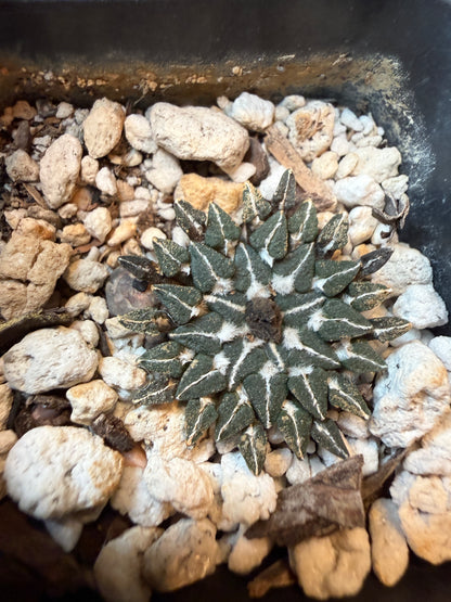 Ariocarpus kotschoubeyanus v Macdowelii rare slow growing 176