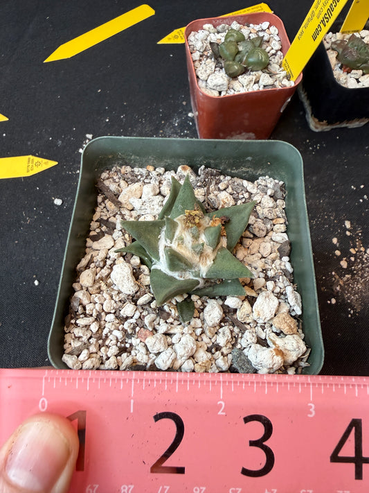 Ariocarpus trigonus flowering size 177