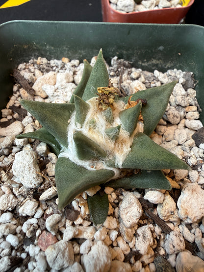 Ariocarpus trigonus flowering size 177