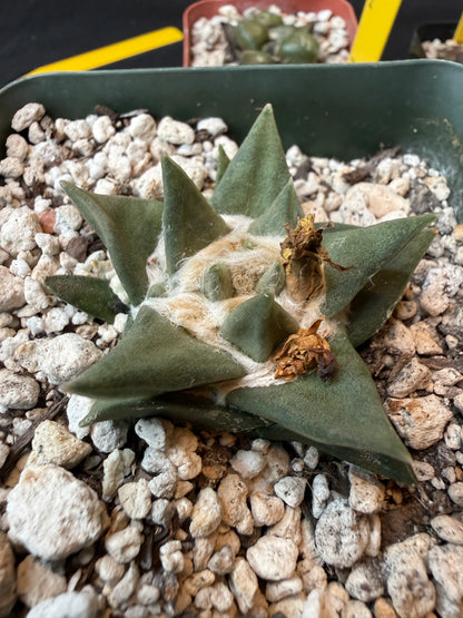 Ariocarpus trigonus flowering size 177