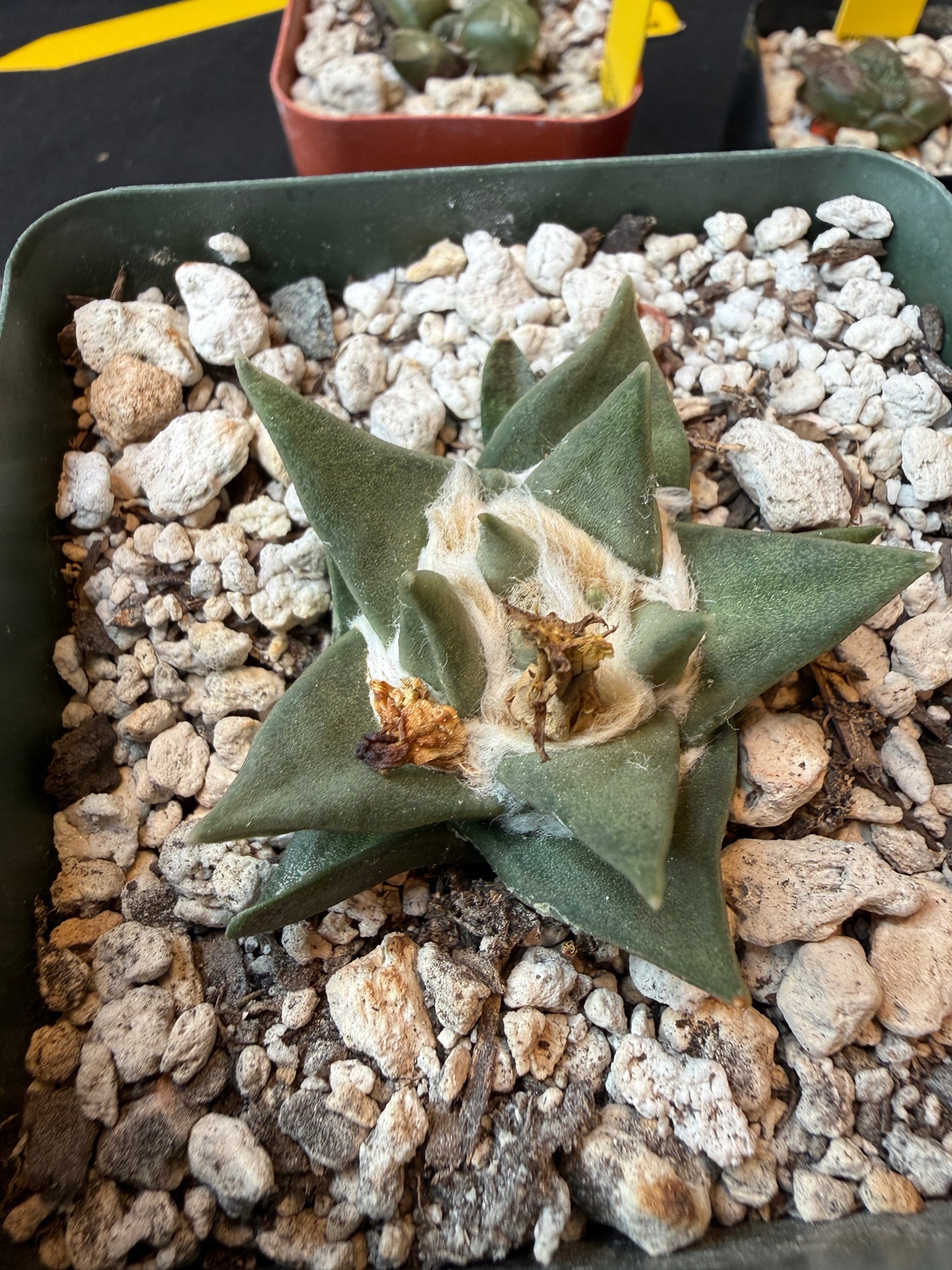 Ariocarpus trigonus flowering size 177
