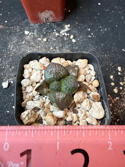 Ariocarpus lloydii rare cactus 178