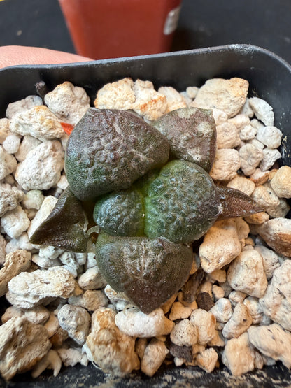 Ariocarpus lloydii rare cactus 178