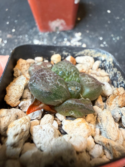 Ariocarpus lloydii rare cactus 178