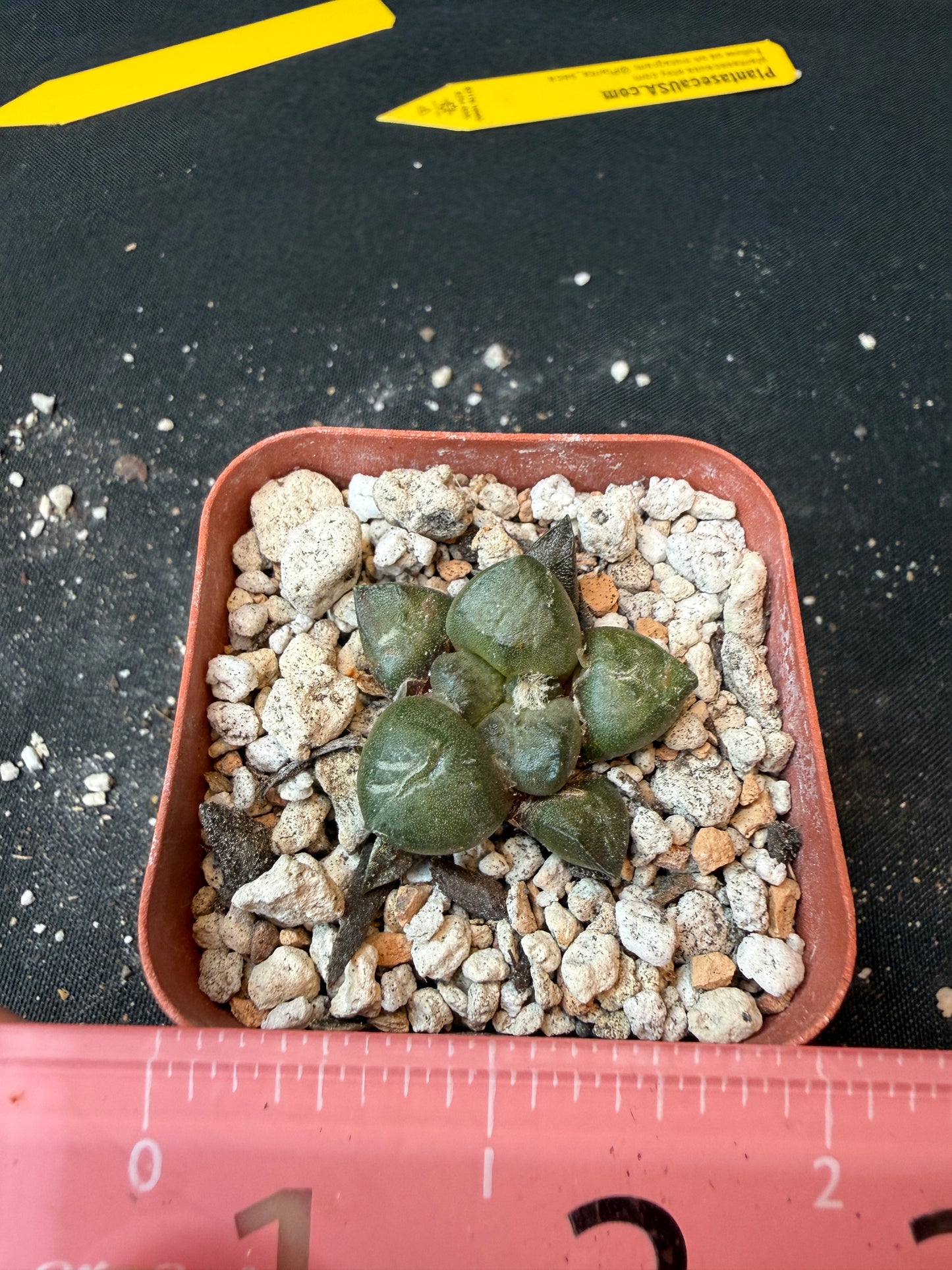 Ariocarpus lloydii rare cactus 179