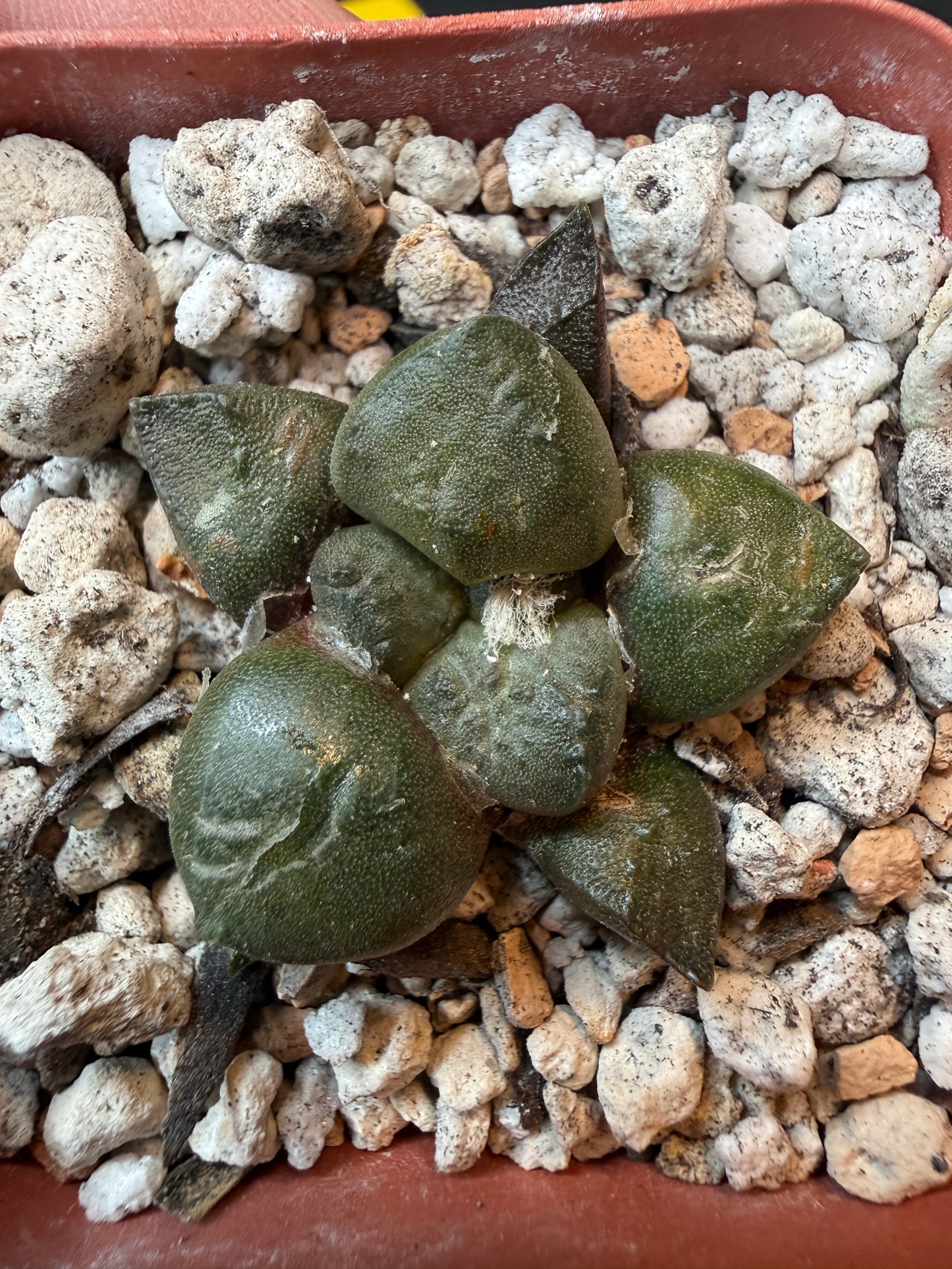 Ariocarpus lloydii rare cactus 179