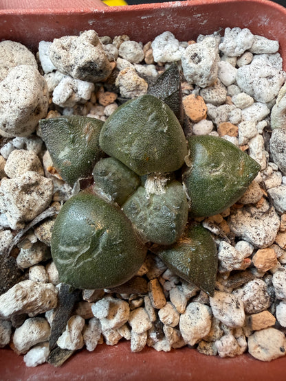 Ariocarpus lloydii rare cactus 179
