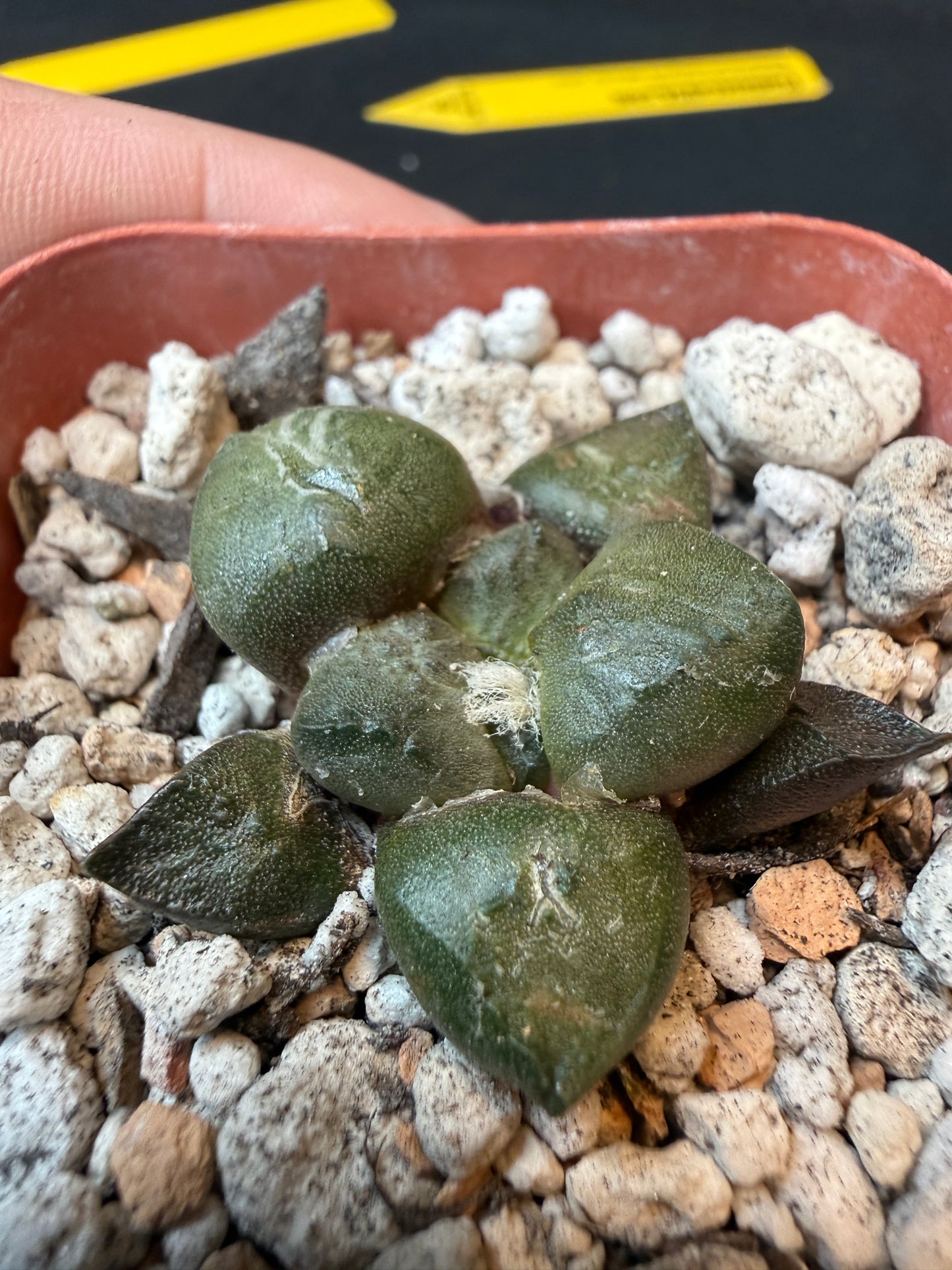 Ariocarpus lloydii rare cactus 179