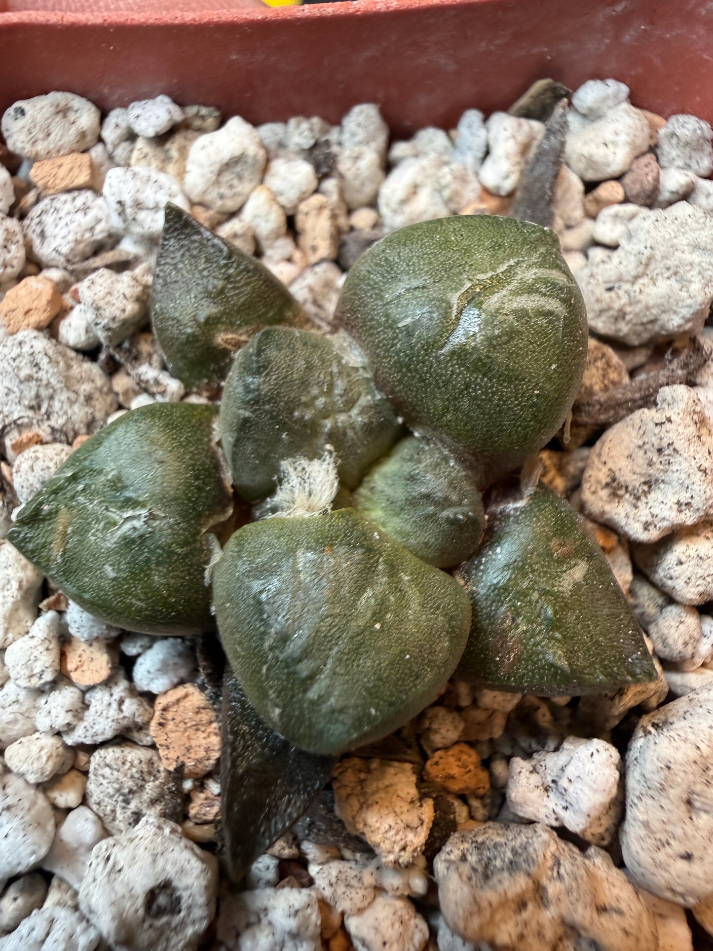 Ariocarpus lloydii rare cactus 179