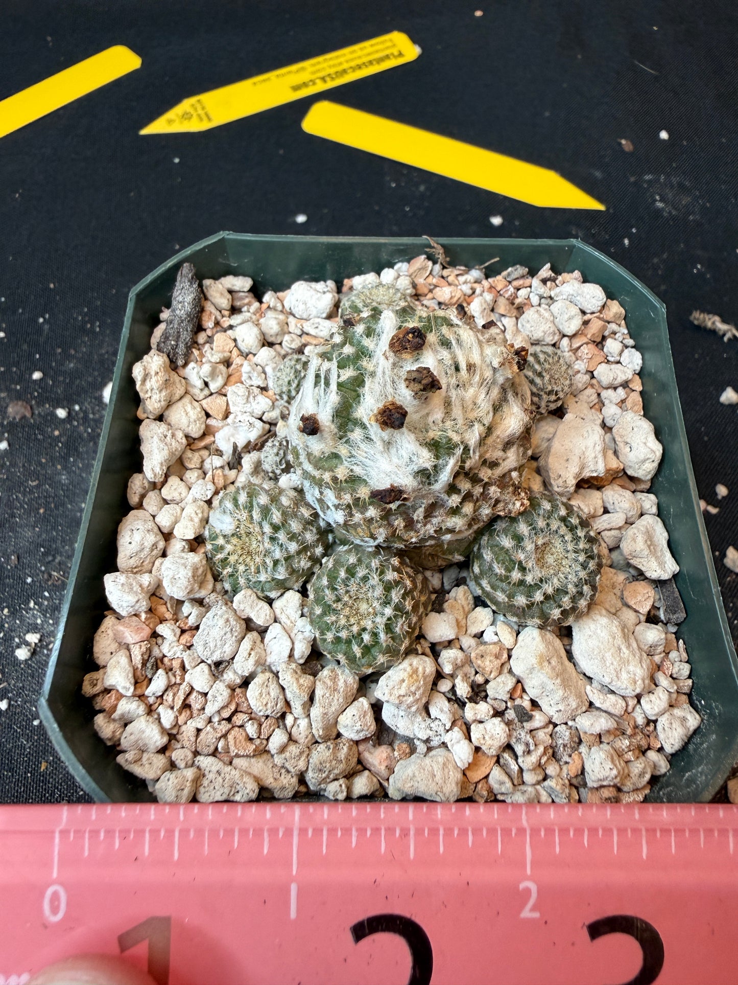 Copiapoa lauii rare cactus 180