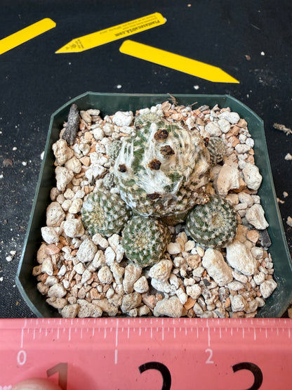 Copiapoa lauii rare cactus 180