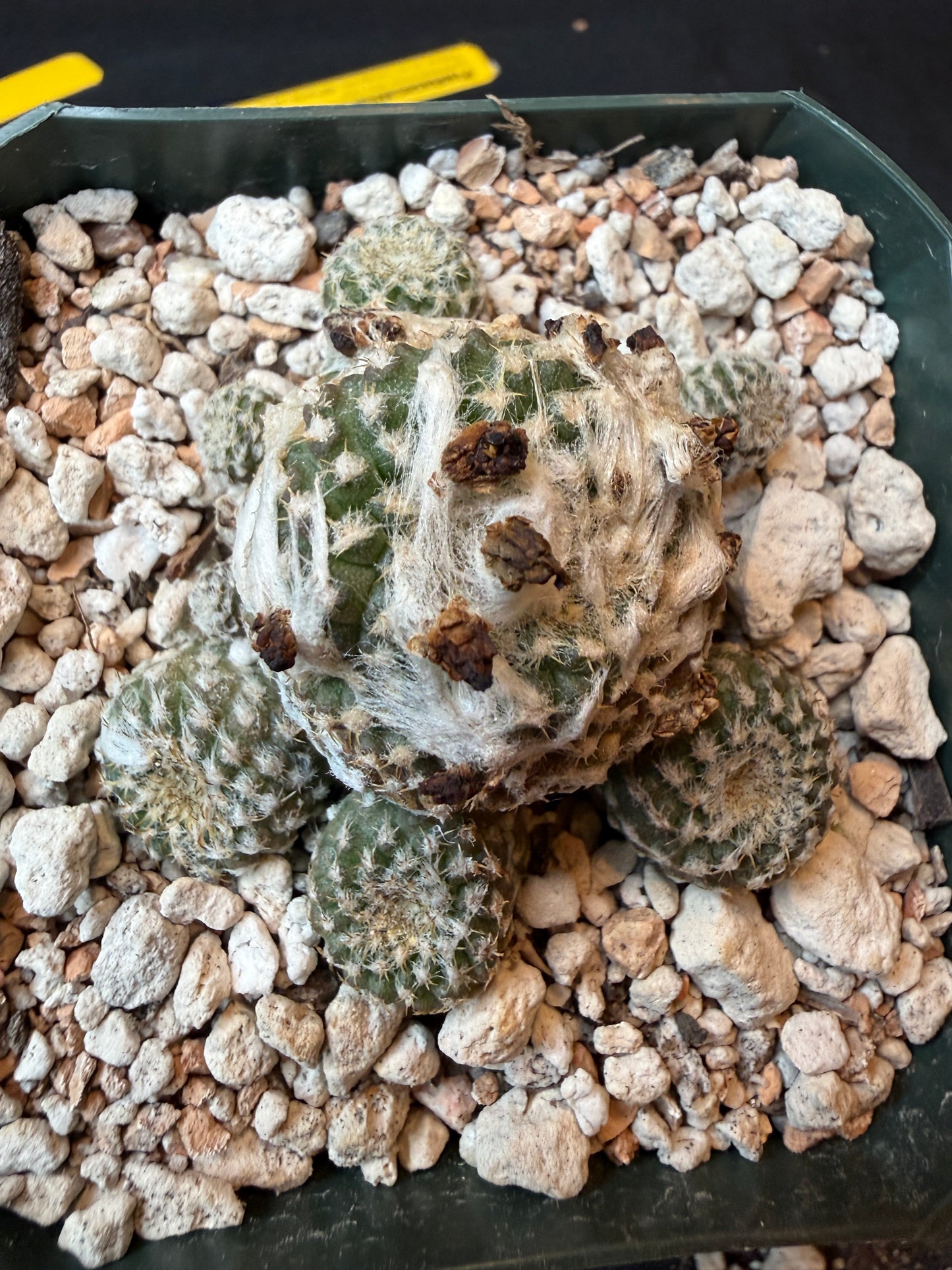 Copiapoa lauii rare cactus 180