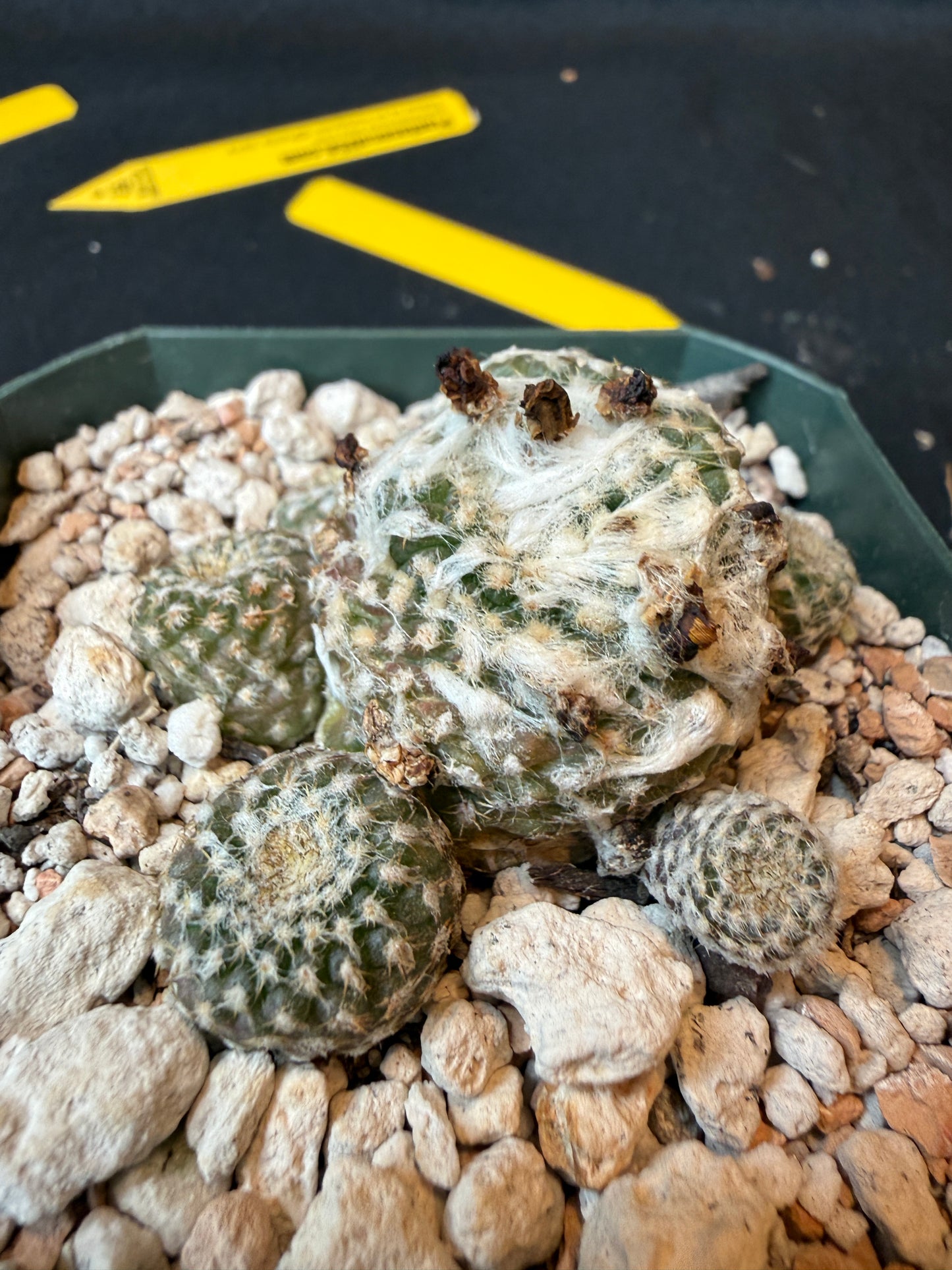 Copiapoa lauii rare cactus 180