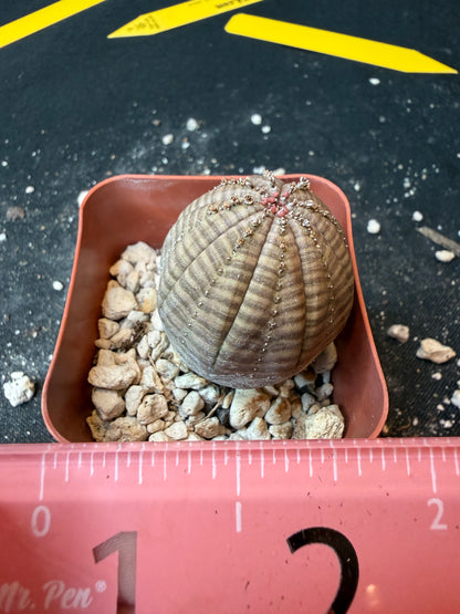 Euphorbia obesa rare succulent 181