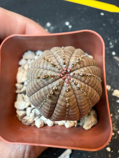 Euphorbia obesa rare succulent 181
