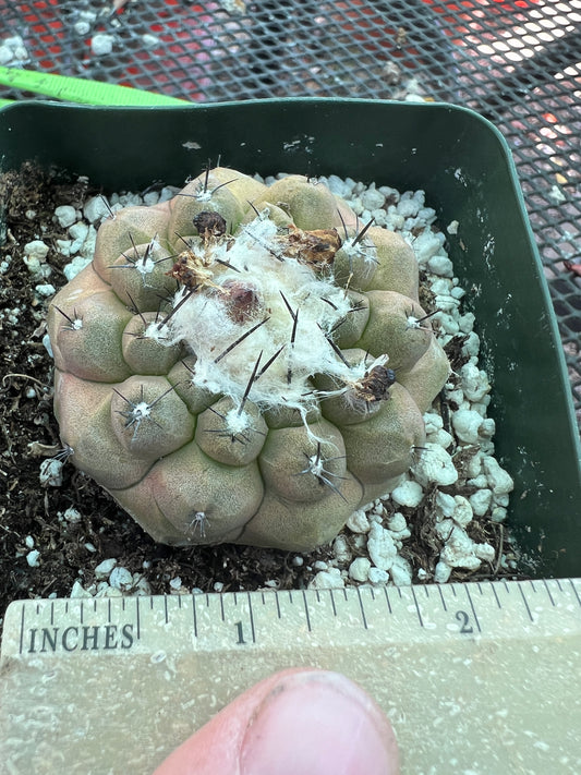 Copiapoa hypogea cactus #2