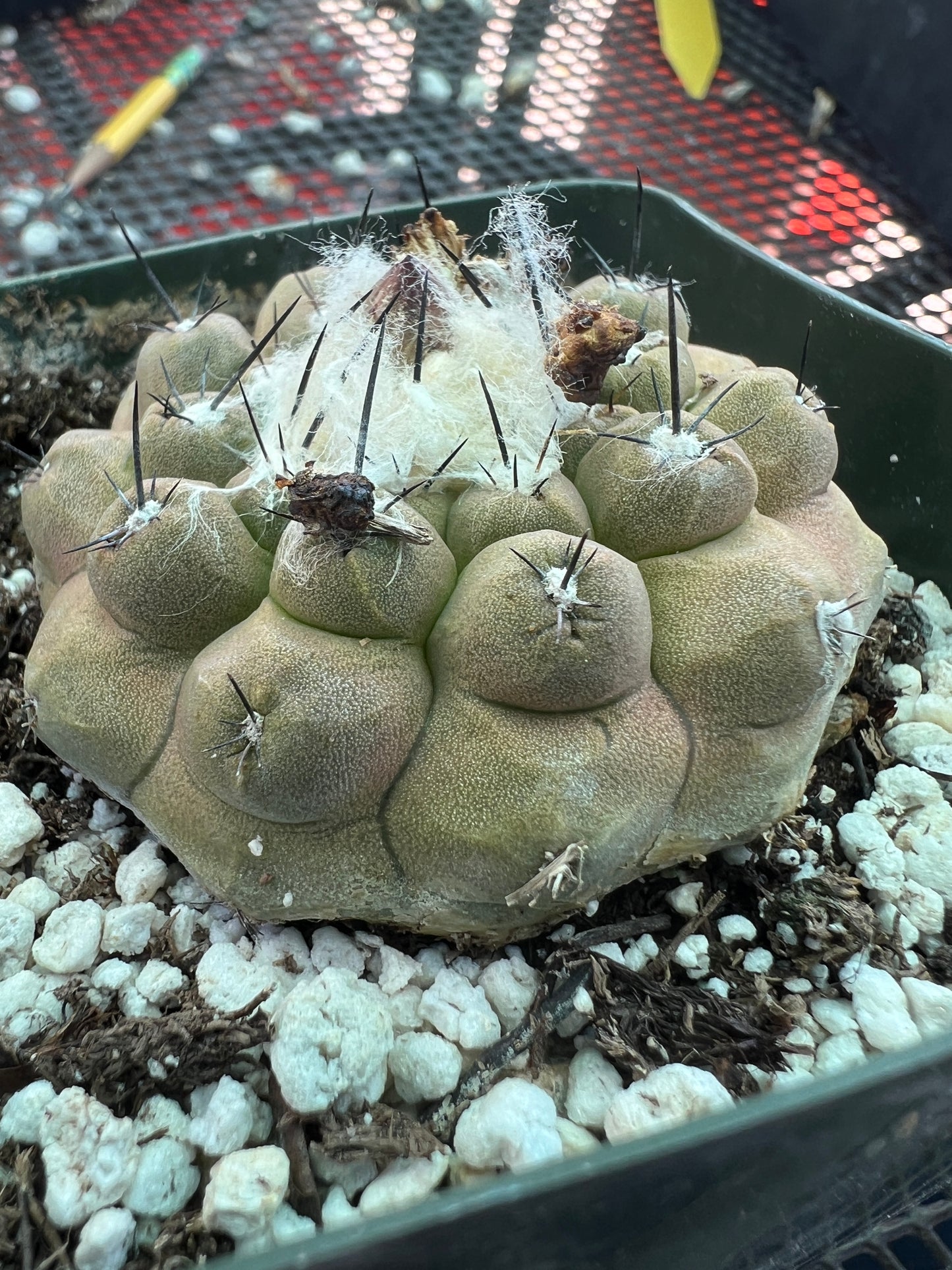 Copiapoa hypogea cactus #2