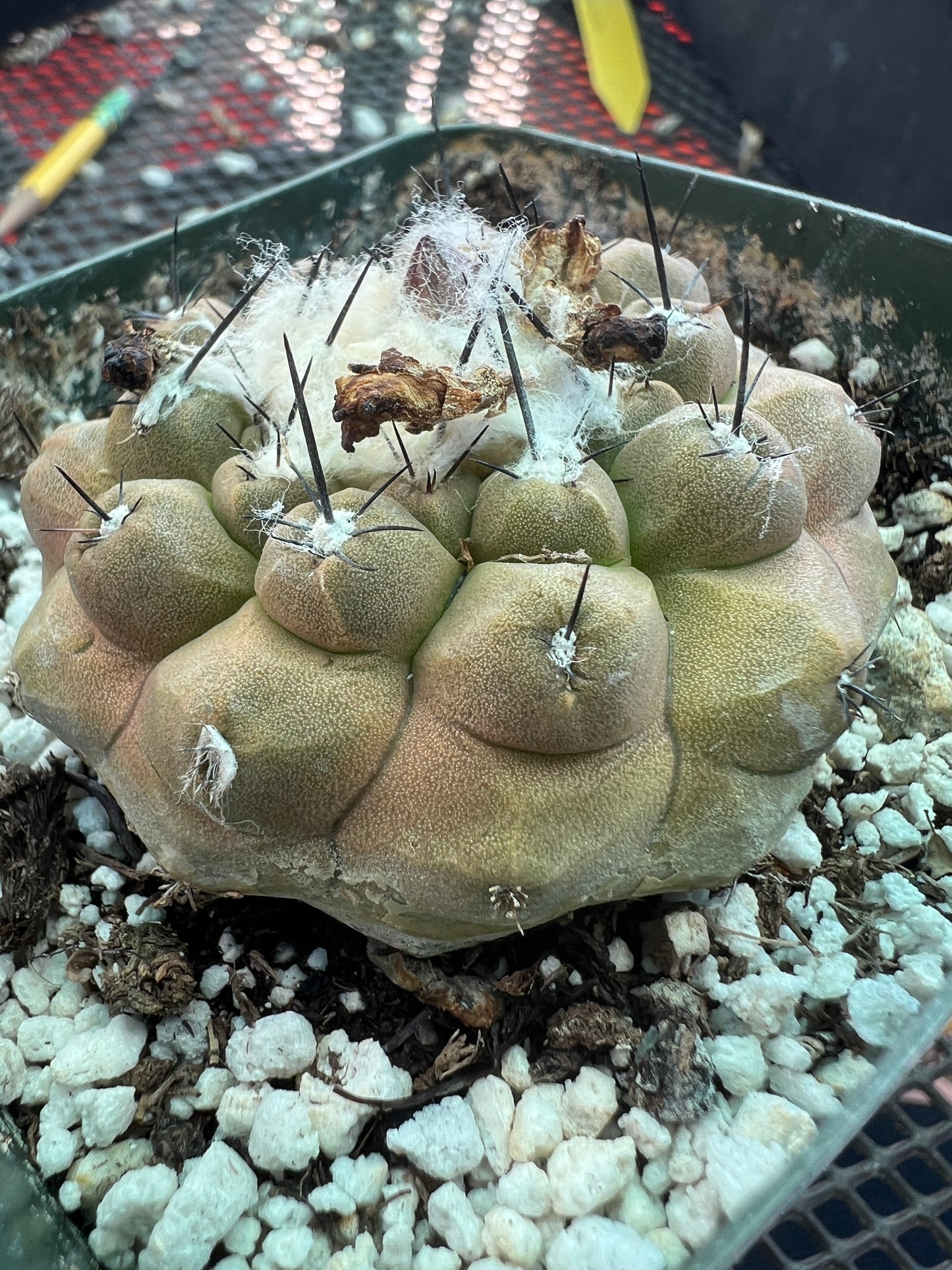 Copiapoa hypogea cactus #2