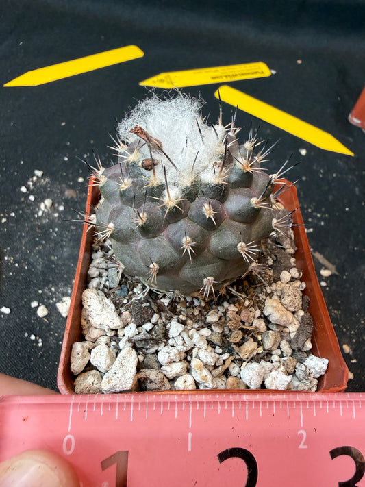 Turbinicarpus lophophoroides rare cactus 182
