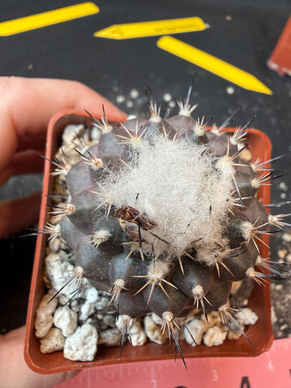 Turbinicarpus lophophoroides rare cactus 182