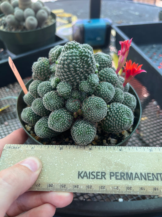 Rebutia albopectinata cactus in 6 inch pot large