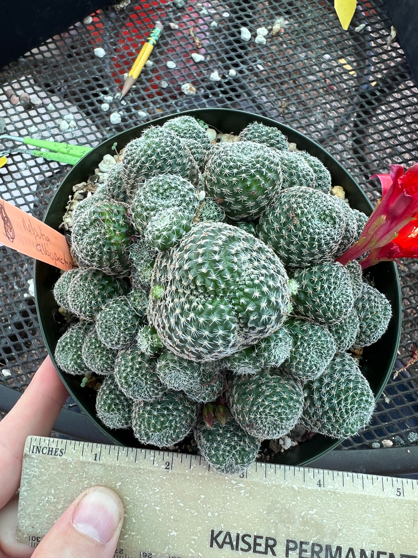 Rebutia albopectinata cactus in 6 inch pot large