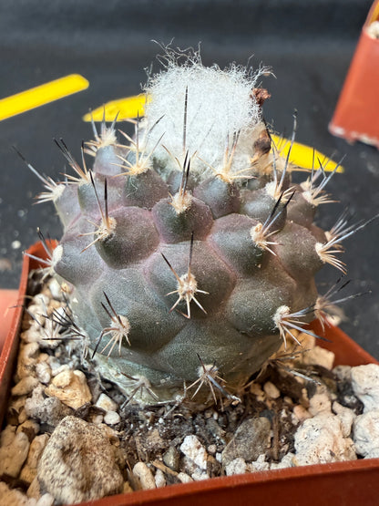 Turbinicarpus lophophoroides rare cactus 182