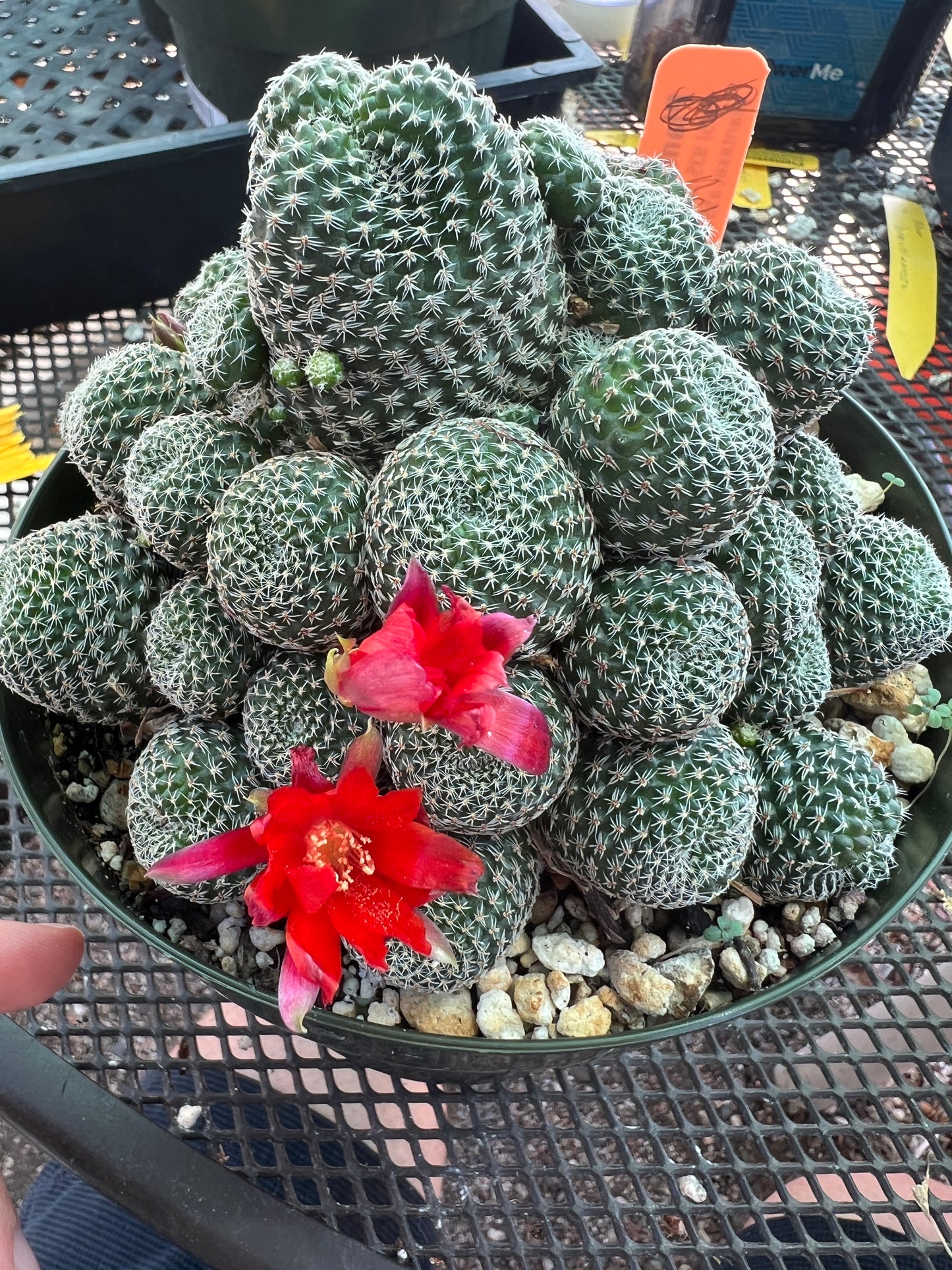 Rebutia albopectinata cactus in 6 inch pot large