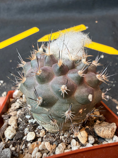 Turbinicarpus lophophoroides rare cactus 182