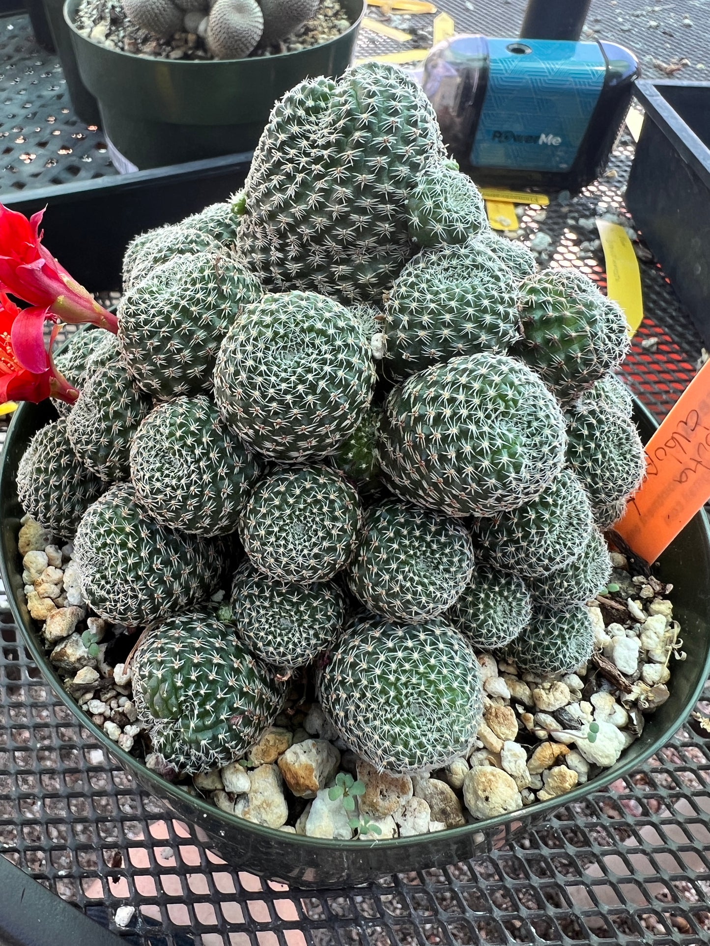 Rebutia albopectinata cactus in 6 inch pot large