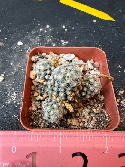 Mammillaria theresae rare cactus many heads 183