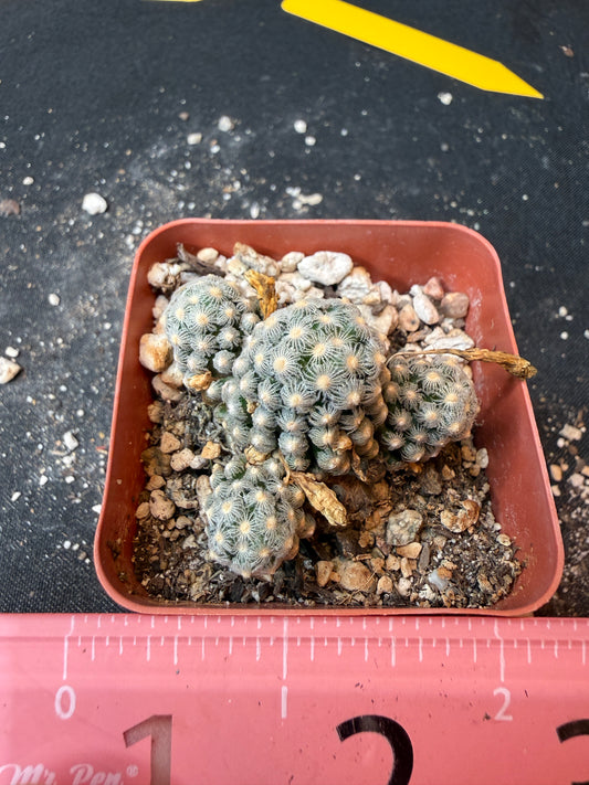 Mammillaria theresae rare cactus many heads 183