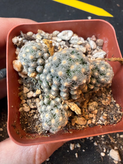Mammillaria theresae rare cactus many heads 183