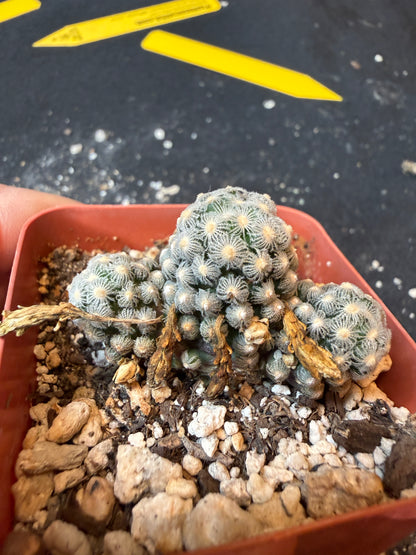 Mammillaria theresae rare cactus many heads 183