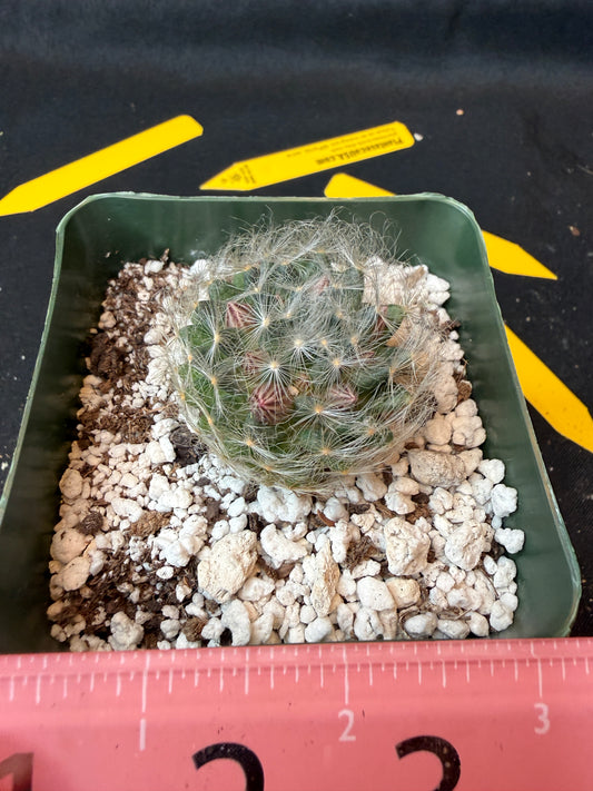 Mammillaria aureilanata rare plant 184