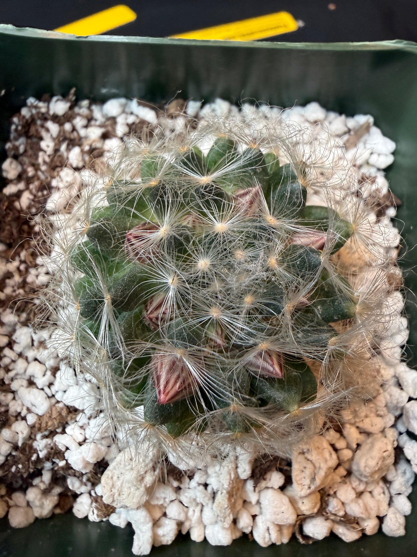 Mammillaria aureilanata rare plant 184